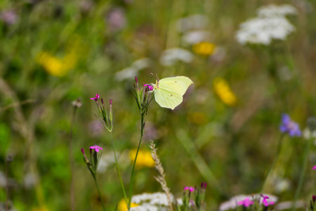 Common brimstone butterfly (Gonepteryx rhamni) perched on pink flower in Zurich, Switzerlandの写真素材