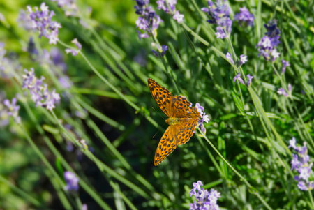 Silver-washed Fritillary butterfly (Argynnis paphia) sitting on lavender in Zurich, Switzerland