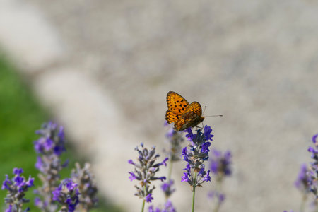 Marbled Fritillary butterfly (Brenthis daphne) perched on lavender plant in Zurich, Switzerland