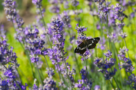 Map butterfly (Araschnia levana) with open wings sitting on lavender in Zurich, Switzerlandの写真素材