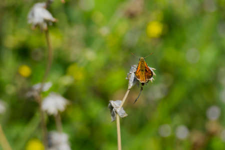 Large Skipper butterfly (Ochlodes sylvanus) perched on a white plant in Zurich, Switzerlandの写真素材