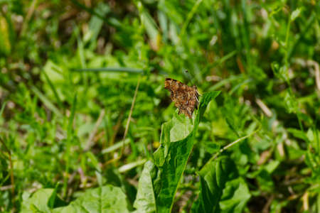 Comma butterfly (Polygonia c-album) with closed wings sitting on a green leaf in Zurich, Switzerlandの写真素材