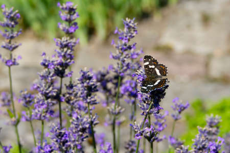 Map butterfly (Araschnia levana) with open wings sitting on lavender in Zurich, Switzerlandの写真素材
