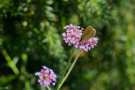 Ringlet (Aphantopus hyperantus) butterfly sitting on a pink flower in Zurich, Switzerlandの写真素材