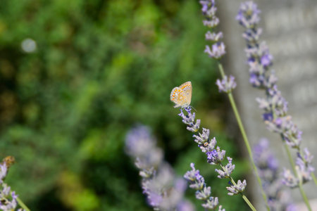 Brown Argus (Aricia agestis) butterfly with closed wings perched on lavender in Zurich, Switzerlandの写真素材