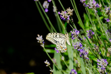 Old World Swallowtail or common yellow swallowtail (Papilio machaon) sitting on lavender in Zurich,...