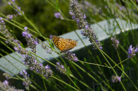 Silver-washed Fritillary butterfly (Argynnis paphia) sitting on lavender in Zurich, Switzerlandの写真素材