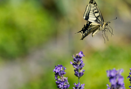 Old World Swallowtail or common yellow swallowtail (Papilio machaon) sitting on lavender in Zurich, Switzerlandの写真素材