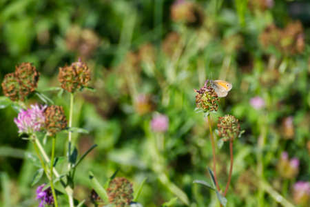 Small Heath butterfly (Coenonympha pamphilus) sitting on a flower in Zurich, Switzerlandの写真素材