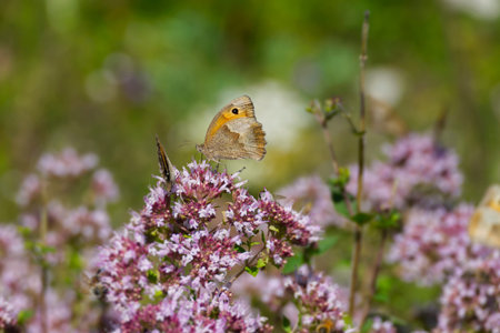 Meadow brown (maniola jurtina) butterfly perched on light pink flower in Zurich, Switzerland