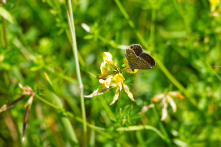Brown Argus (Aricia agestis) butterfly with partially open wings sitting on yellow flower in Zurich,...