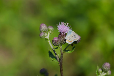 Silver-studded blue (Plebejus argus) butterfly with closed wings perched on pink flower in Zurich, Switzerlandの写真素材