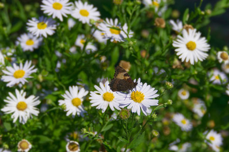 Small tortoiseshell butterfly (Aglais urticae) sitting on a daisy in Zurich, Switzerland