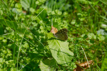 Speckled Wood Butterfly (Pararge aegeria) perched on green leaf in Zurich, Switzerland