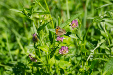 Meadow brown (maniola jurtina) butterfly perched on pink flower in Zurich, Switzerlandの写真素材