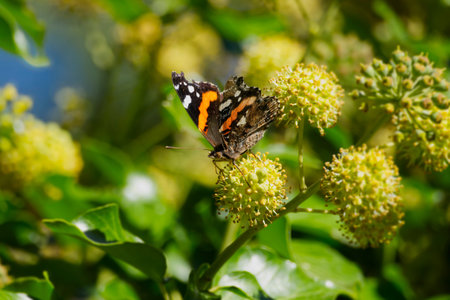 Red admiral butterfly (Vanessa Atalanta) perched on hedge (hedera helix) in Zurich, Switzerland