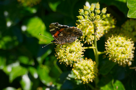Red admiral butterfly (Vanessa Atalanta) with closed wings perched on hedge (hedera helix) in Zurich, Switzerlandの写真素材