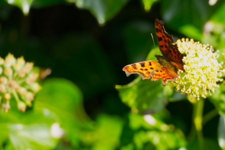 Comma butterfly (Polygonia c-album) perched on hedge (hedera helix) in Zurich, Switzerlandの写真素材