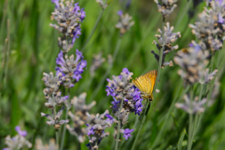 Large Skipper butterfly (Ochlodes sylvanus) perched on lavender plant in Zurich, Switzerlandの写真素材