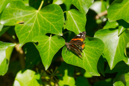 Red admiral butterfly (Vanessa Atalanta) perched on a green leaf in Zurich, Switzerlandの写真素材