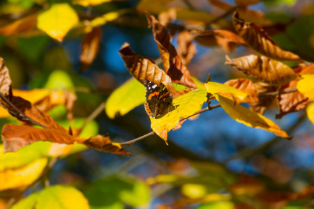 Red admiral butterfly (Vanessa Atalanta) with partially open wings perched on a yellow leaf in Zurich, Switzerlandの写真素材