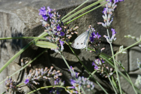 Green Veined White (Pieris napi) butterfly perched on lavender in Zurich, Switzerlandの写真素材