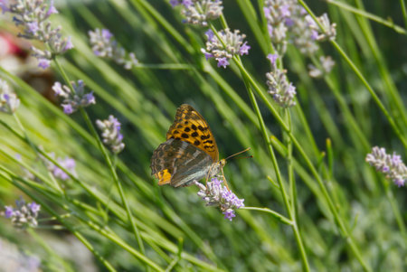 Silver-washed Fritillary butterfly (Argynnis paphia) sitting on lavender in Zurich, Switzerlandの写真素材