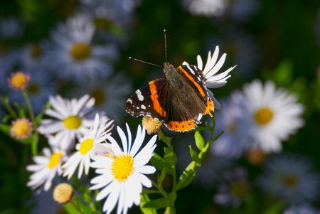 Red admiral butterfly (Vanessa Atalanta) with open wings perched on a white daisy in Zurich,...