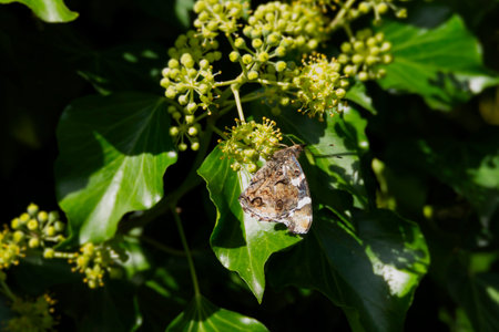 Red admiral butterfly (Vanessa Atalanta) perched on hedge (hedera helix) in Zurich, Switzerlandの写真素材