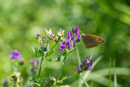 Meadow Brown (Maniola jurtina) butterfly sitting on a violet flower in Zurich, Switzerlandの写真素材