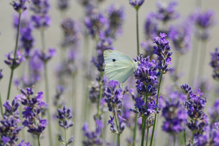 Small white butterfly (Pieris rapae) perched on lavender in Zurich, Switzerland