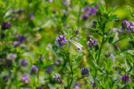 Small white butterfly (Pieris rapae) perched on a violet flower in Zurich, Switzerlandの写真素材