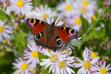 European peacock butterfly (Aglais io) sitting on Spanish Daisy in Zurich, Switzerlandの写真素材