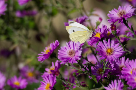 Small white butterfly (Pieris rapae) with open wings perched on a pink spanish daisy in Zurich, Switzerlandの写真素材