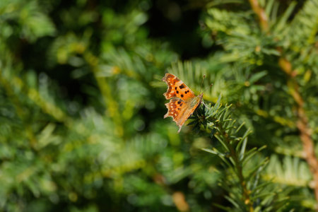 Comma butterfly (Polygonia c-album) sitting on a tree branch in Zurich, Switzerlandの写真素材