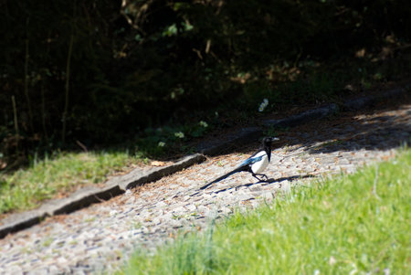 Eurasian Magpie (Pica pica) sitting on a path in Zurich, Switzerlandの写真素材
