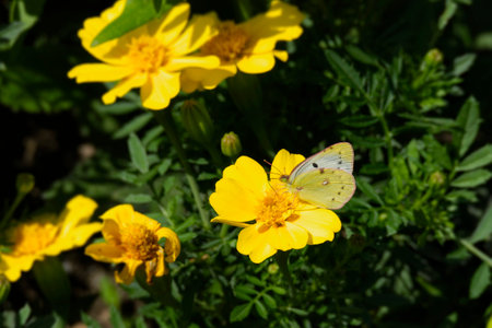 Pale clouded yellow (Colias hyale) Butterfly perched on yellow flower in Zurich, Switzerlandの写真素材