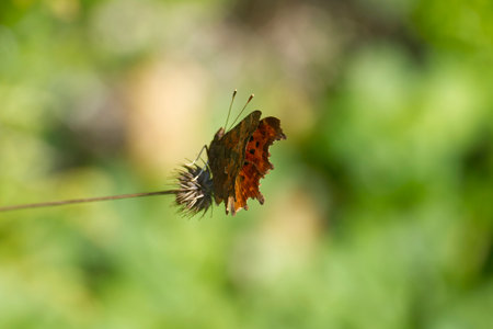 Comma butterfly (Polygonia c-album) sitting on a plant in Zurich, Switzerlandの写真素材