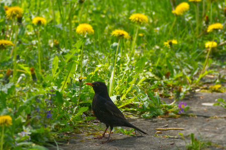 Male eurasian blackbird (Turdus merula) sitting on stone path in Zurich, Switzerlandの写真素材