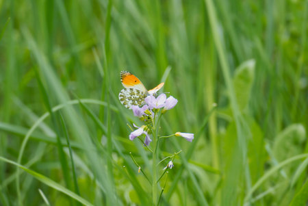 Male orange tip butterfly (Anthocharis cardamines) perched on a pink flower in Zurich, Switzerland