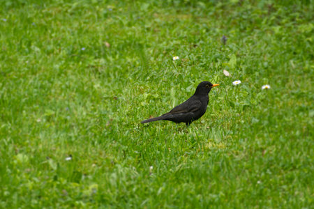 Male eurasian blackbird (Turdus merula) sitting in grass field in Zurich, Switzerlandの写真素材