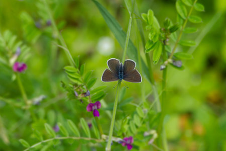 Female Mazarine blue (Cyaniris semiargus) Butterfly sitting on grass blade in Zurich, Switzerland