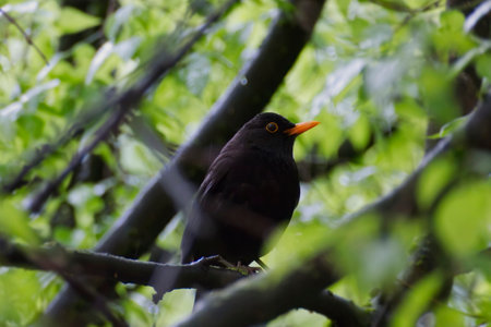 Male eurasian blackbird (Turdus merula) sitting on a tree branch in Zurich, Switzerlandの写真素材