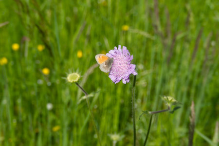 Small Heath (Coenonympha pamphilus) butterfly sitting on a small scabious in Zurich, Switzerland