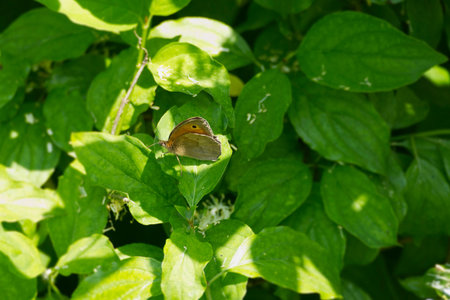 Meadow Brown (Maniola jurtina) butterfly sitting on a green leaf in Zurich, Switzerland