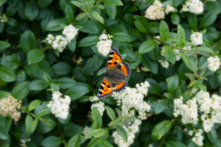 Small Tortoiseshell Butterfly (Aglais urticae) sitting on a flowering hedge in Zurich, Switzerland