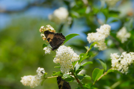 Small Tortoiseshell Butterfly (Aglais urticae) sitting on a flowering hedge in Zurich, Switzerland