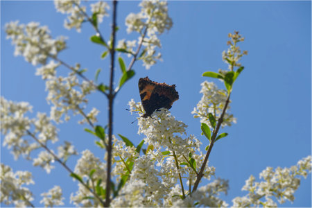 Small Tortoiseshell Butterfly (Aglais urticae) sitting on a flowering hedge in Zurich, Switzerlandの写真素材