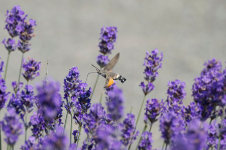 Hummingbird hawk-moth (Macroglossum stellatarum) in flight in Zurich, Switzerlandの写真素材
