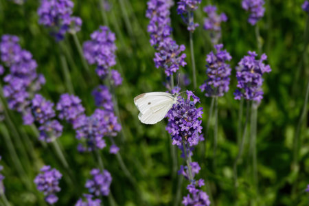 Small white butterfly (Pieris rapae) perched on lavender in Zurich, Switzerlandの写真素材